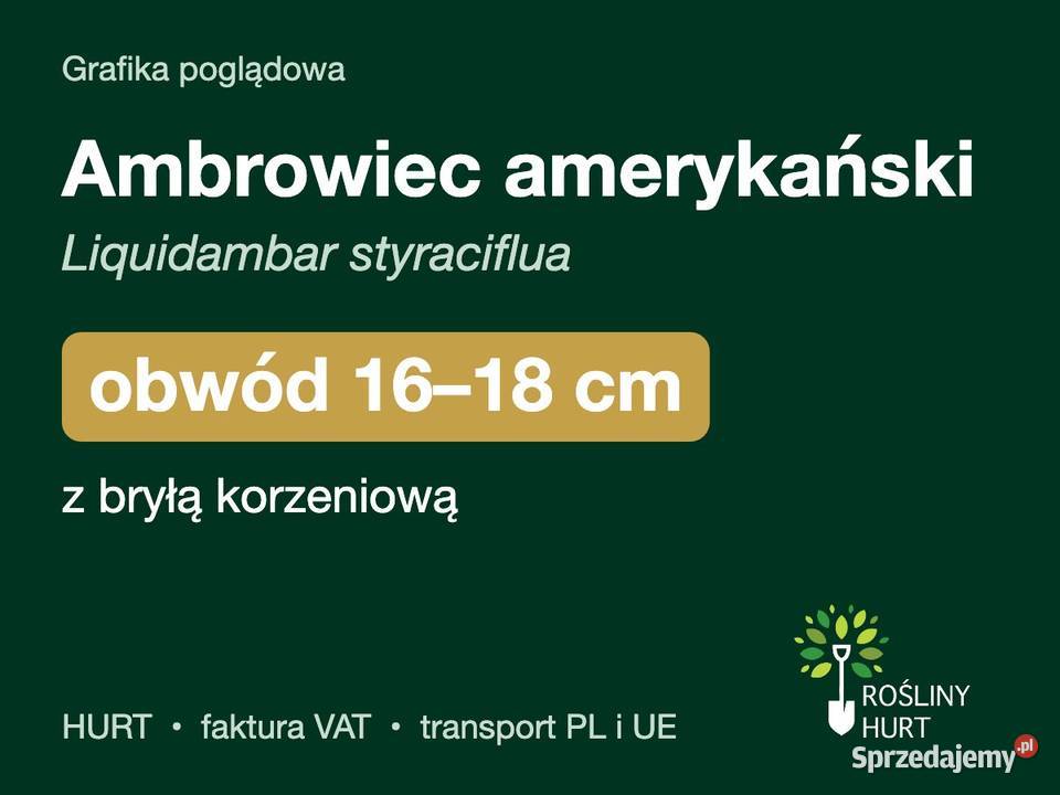 Ambrowiec amerykański obwód 1618 z bryłą HURT