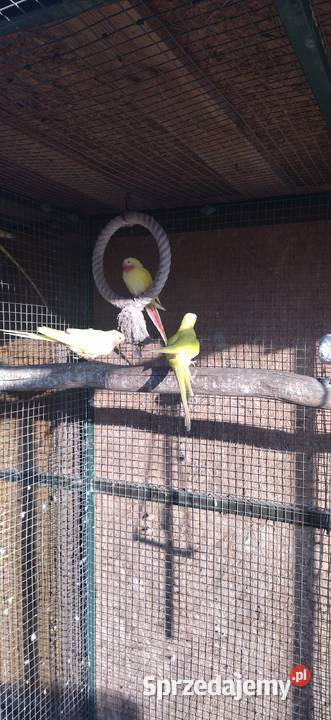 Księżniczka Wspaniała Walii Kłobuck