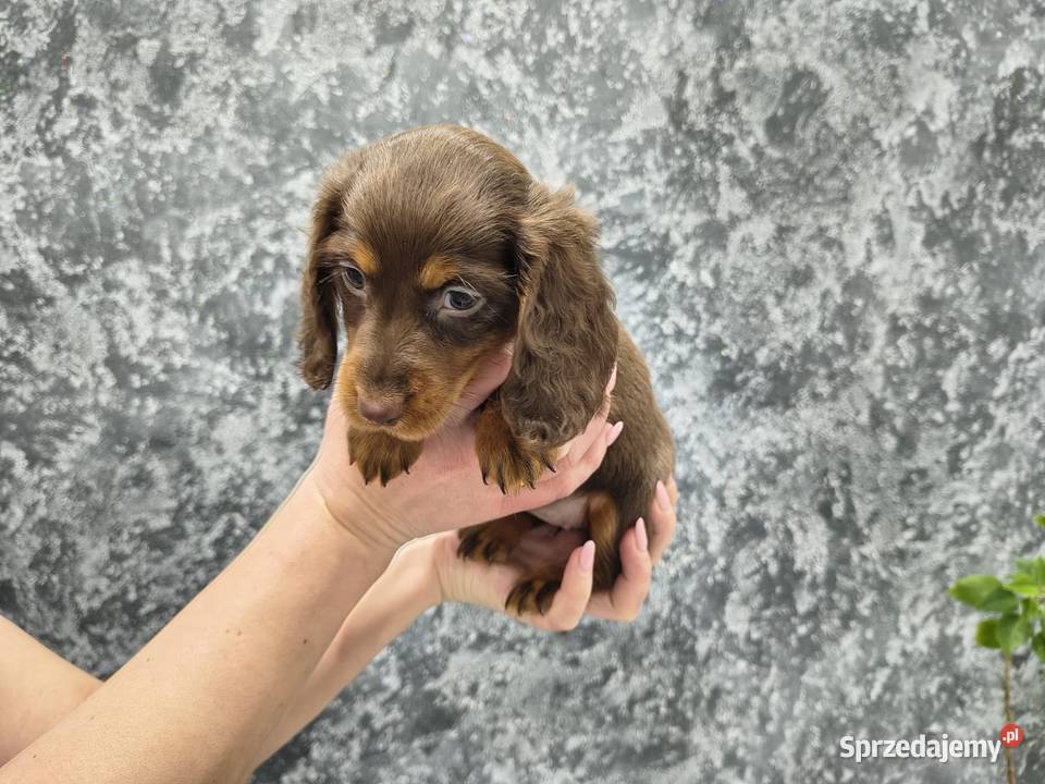 Jamnik długowłosy miniaturowy gold gen kremowy