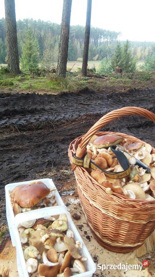 Grzyby suszone podgrzybek brunatny 1 zachodniopomorskie Koszalin