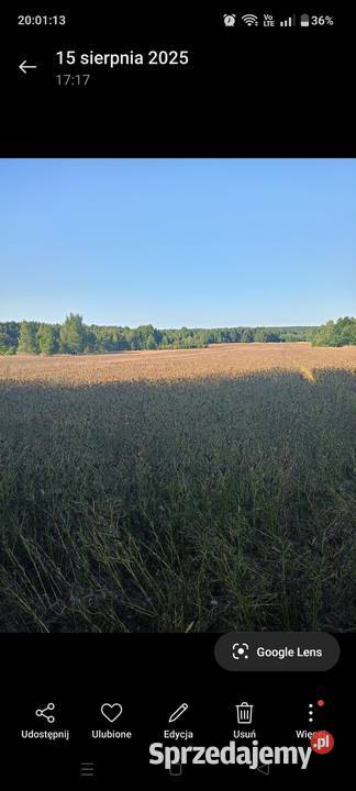 Łubin gorzki Rośliny pastewne Rolnictwo