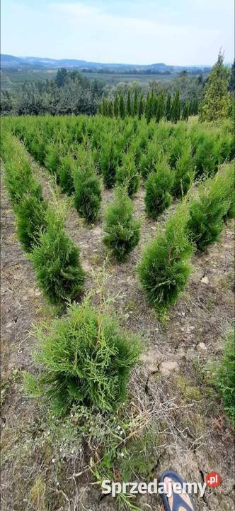 Tuja Kolumna Thuja Columnawysokości 120 kopana z Olszana