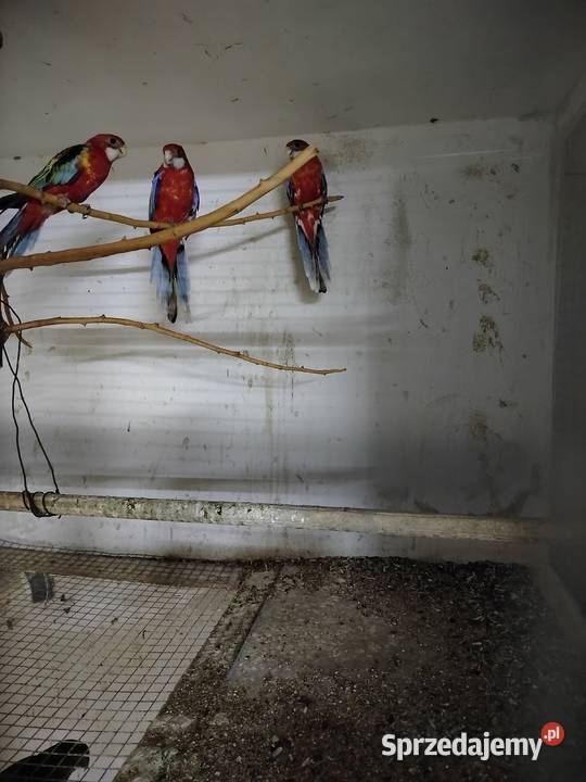 Rozelle białolice 2025 podkarpackie Jarosław