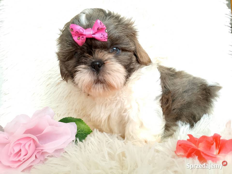 Gotowa do odbioru suczka rasy ShihTzu