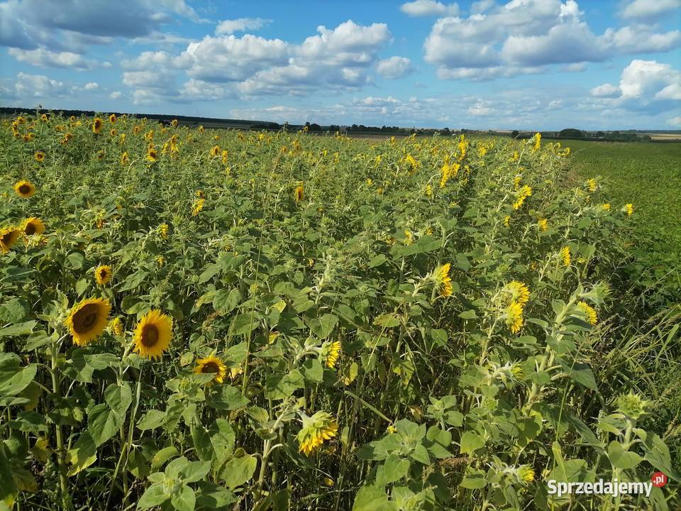 Słonecznik na kwiaty kwiat słonecznikasesje lubelskie Rakołupy Duże sprzedam