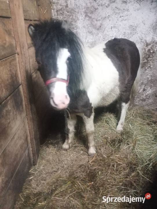 Kucyk ogierek Konie Skic