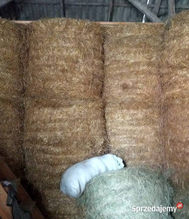 Słoma bele 130x120 ze stodoly