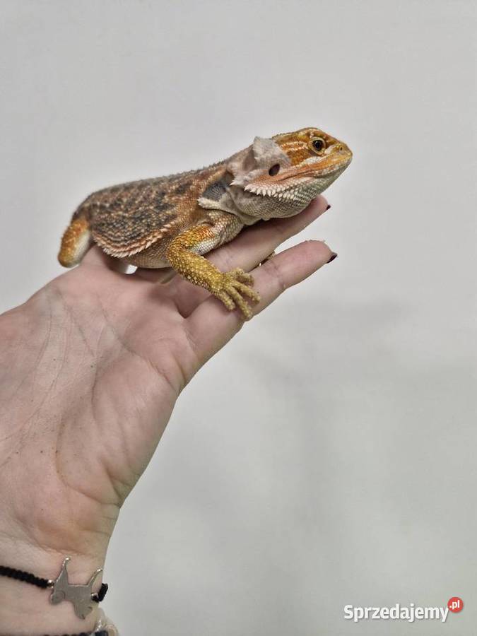 Agama Brodata rożne odmiany barwne w roznym Zwierzęta Oława