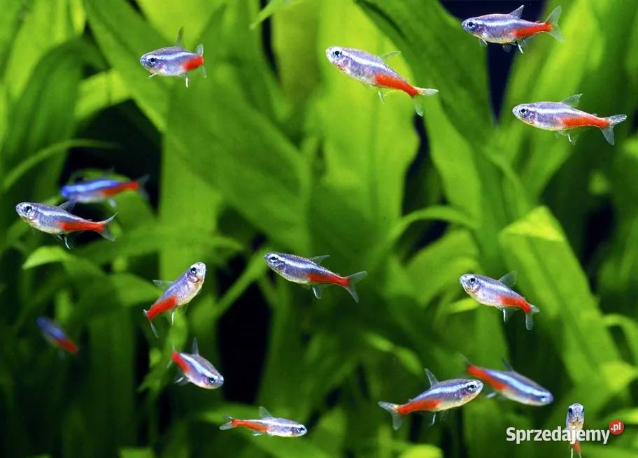 Neon inessa neonki inessa ryby akwariowe rybki Zawichost