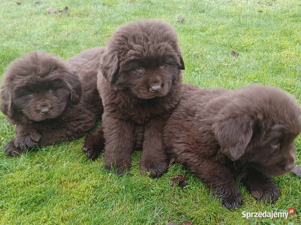 Nowofundlandy czekoladowe gotowe na zmianę domu Mycielin