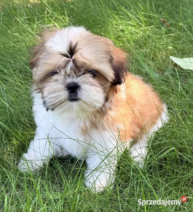 Shih tzu śliczne szczenięta Komarówka Podlaska