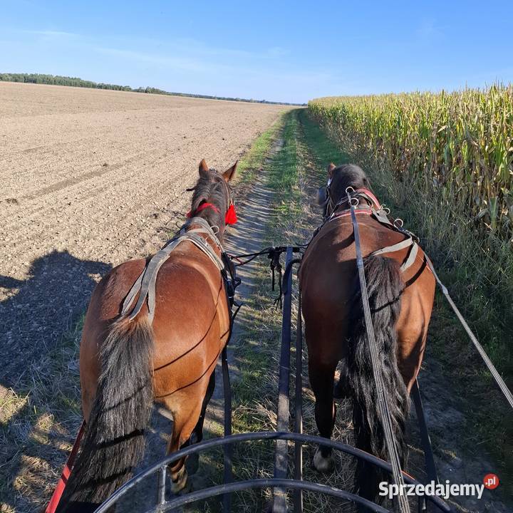 Wałach 18 miesięcy Namysłów