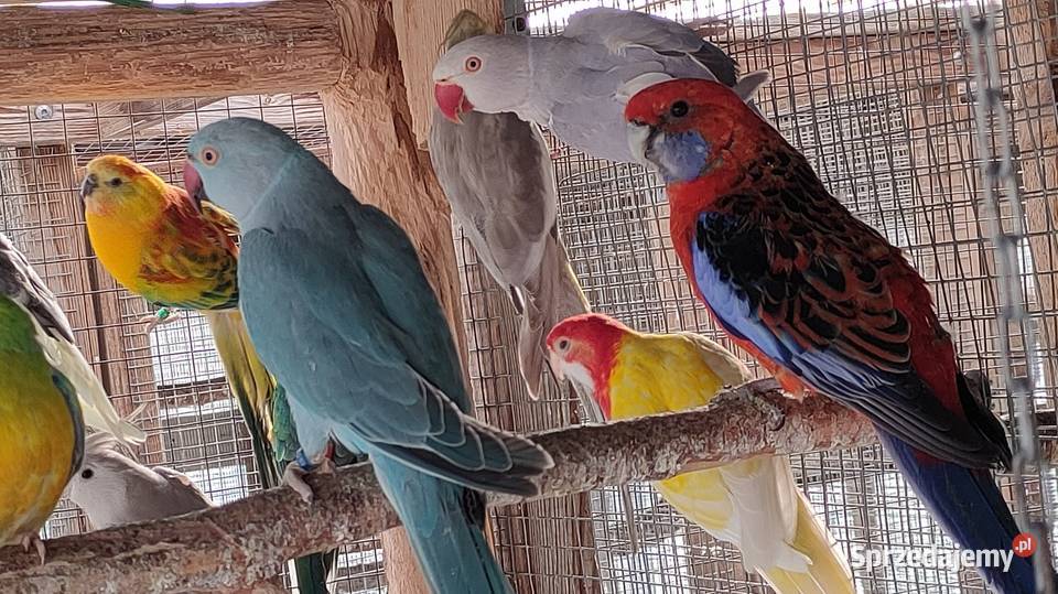 Papugi Rozelle gorskie baranandy Ptaki Bełchatów sprzedam