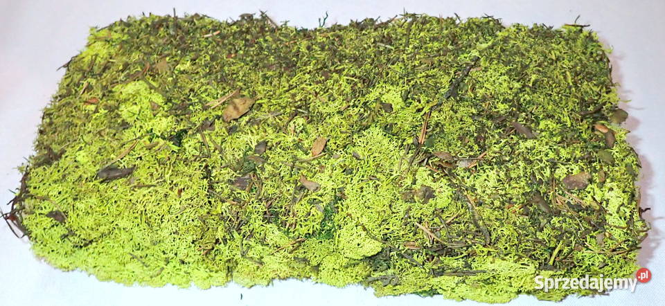 Mech naturalny reniferowy Dekoracja do stroików Siewierz sprzedam