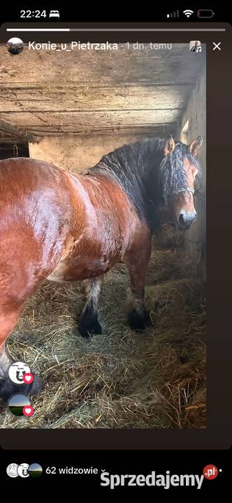 Klacz zimnokrwista 3 lata Olszyc Szlachecki