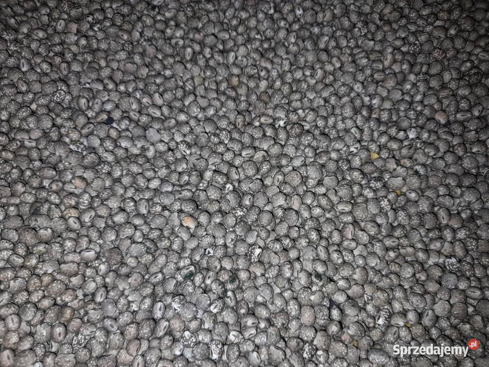Łubin gorzki wąskolistny Karo centrali czysty Kijany