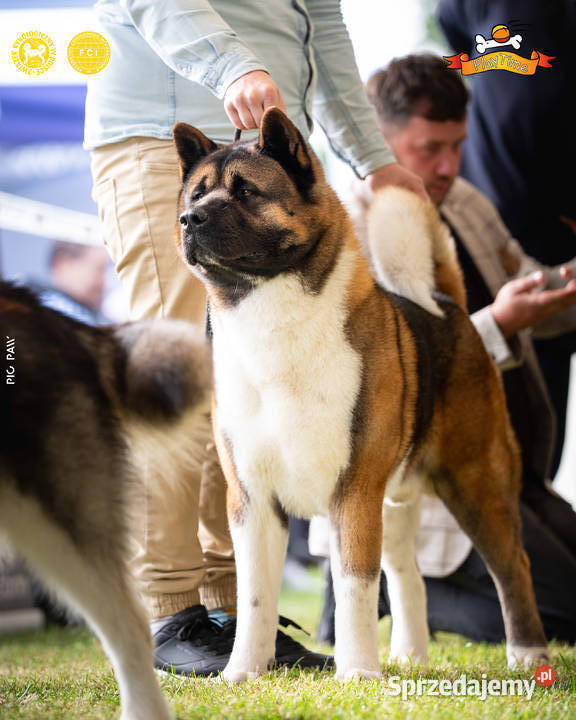 Zapowiedź miotu AKITA AMERYKAŃSKA jesień 2025 Poddębice