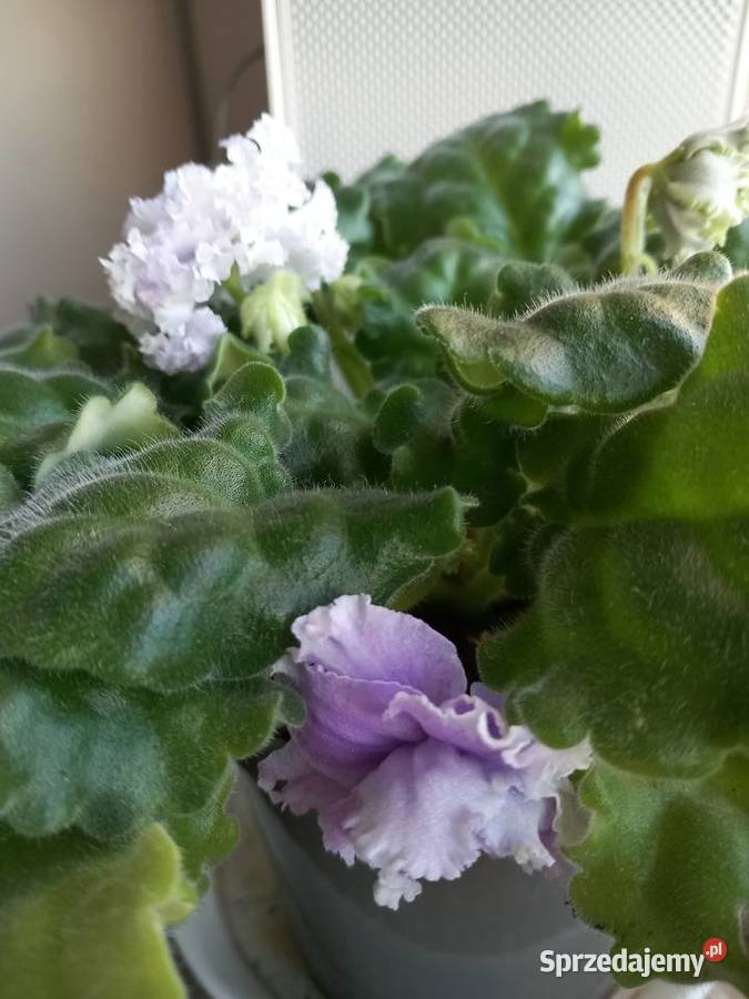 Fiołki kolekcjonerskie różne kolory śląskie Sosnowiec