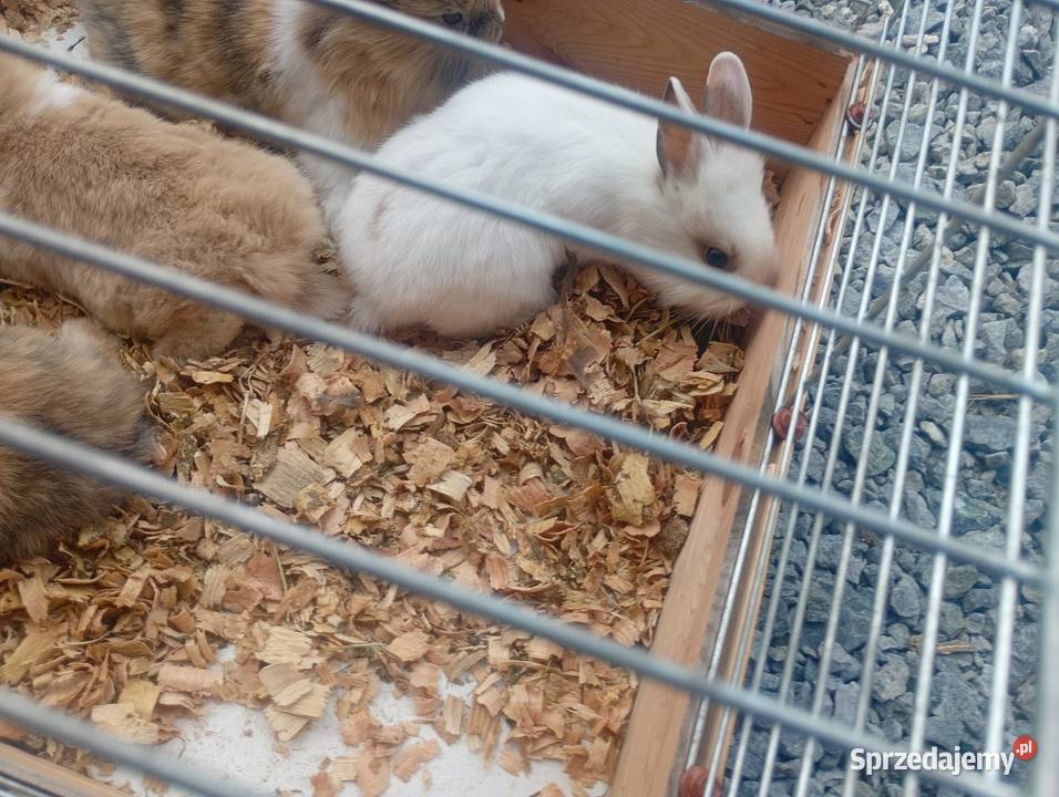 Króliki miniaturki Wrzesiny