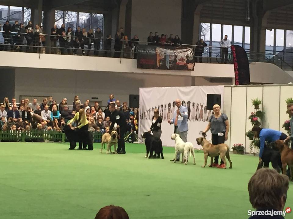 Fila Brasileiro czystej krwii rodzice z medalami łódzkie Bełchatów