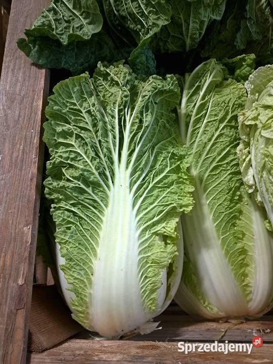 Sprzedam kapuste pekinska Niepołomice