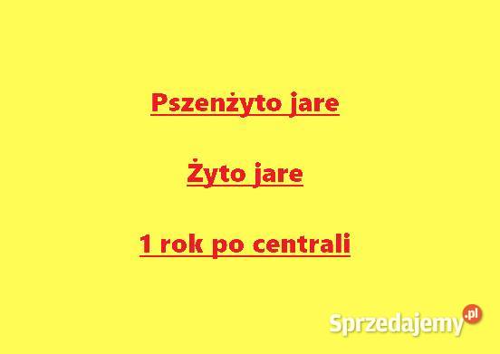 Pszenżyto jare centrali przenżyto jare Włocin-Wieś