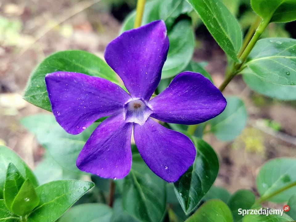 Barwinek pospolity Duże sadzonki Lublin