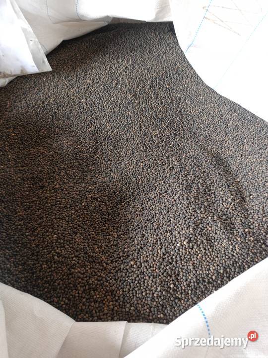 Wyka jara świętokrzyskie Szydłów