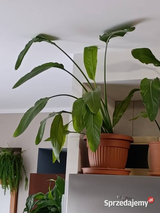 skrzydłokwiat sprzedam Poznań