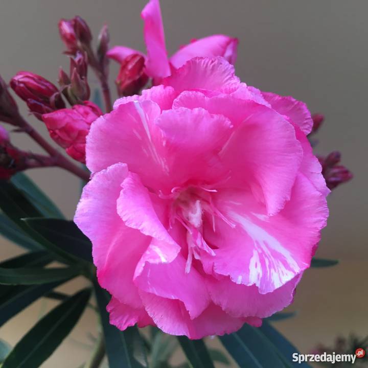 Szczepki oleander Brzeźnica