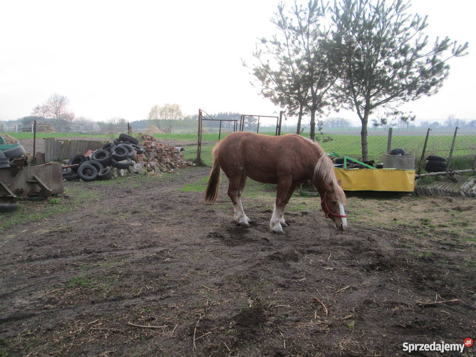 SPRZEDAM klacz zimnokrwistą Konie