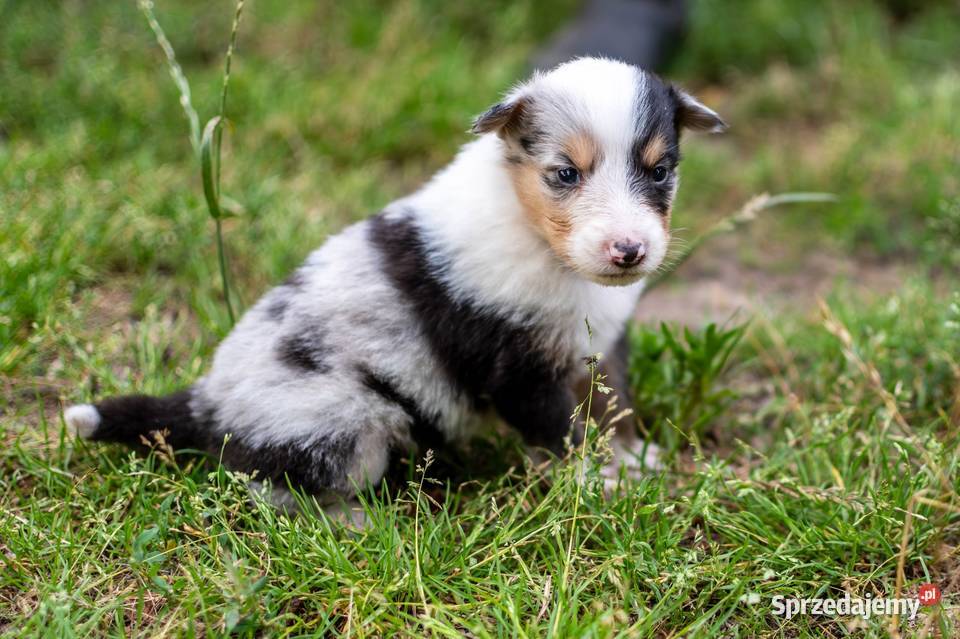 Owczarek szkocki collie z metryką Zakrzewo