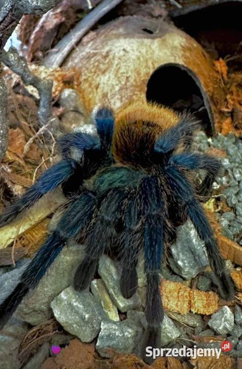 Likwidacja hodowli ptaszniki i skorpiony dolnośląskie