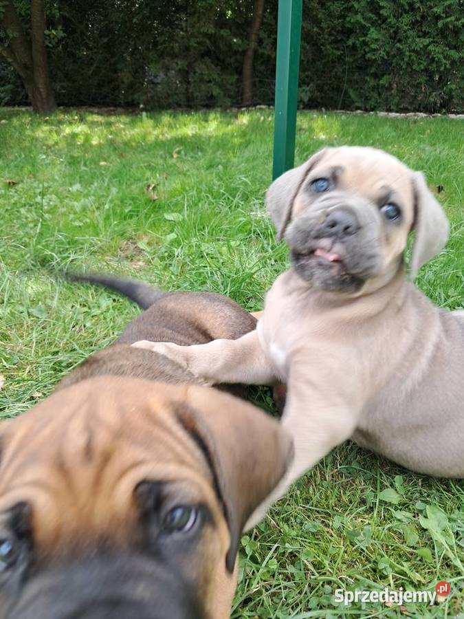 Urocze Cane Corso Ostrowiec Świętokrzyski