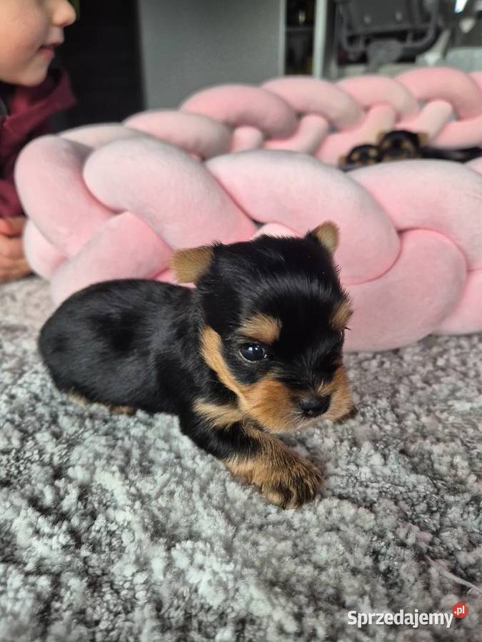 Yorkshire Terrier malutki chłopiec Poddębice
