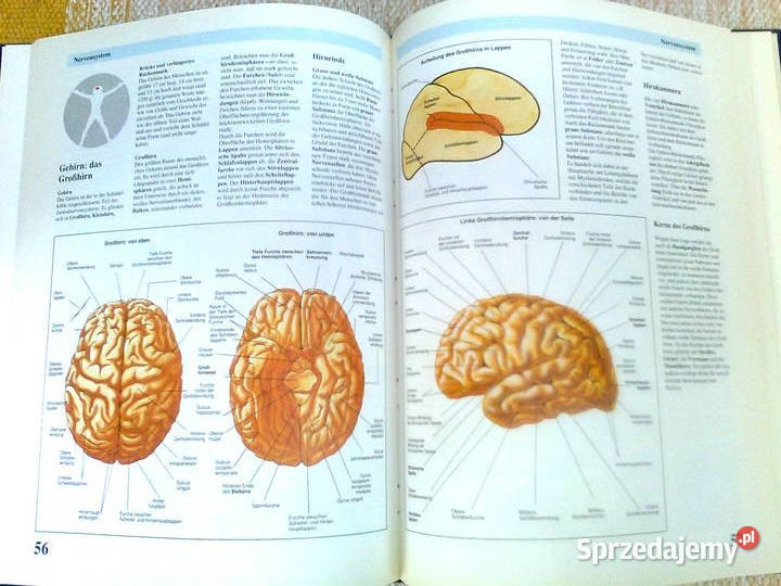 Die faszinierende Welt der ANATOMIE Warszawa