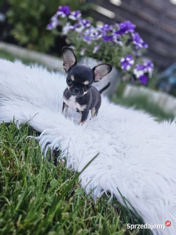 XXS DO 1 KGPiesek chihuahua Wrocław sprzedam