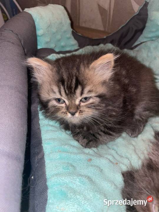 Kot perski kocurek pręgowany z rodowodem