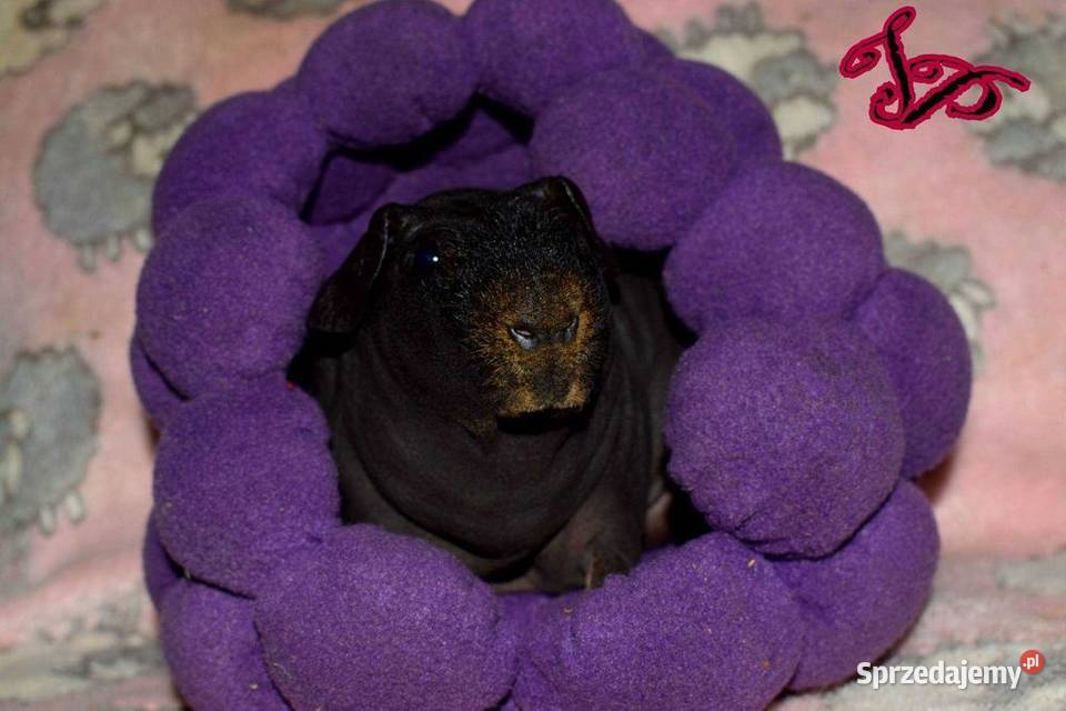 Świnka morska świnka świnki SKINNY łyse Wrocław