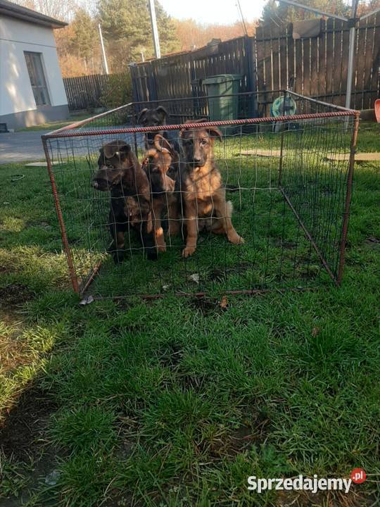Owczarek niemiecki krótkowłosy Bukowno sprzedam