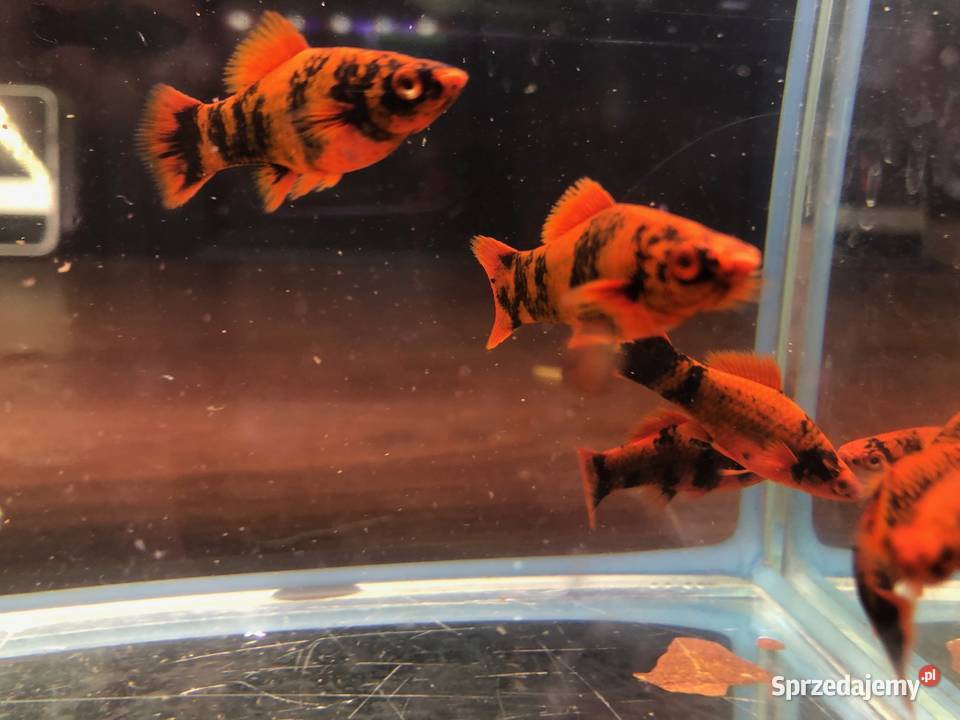 Marble mieczyki ładne