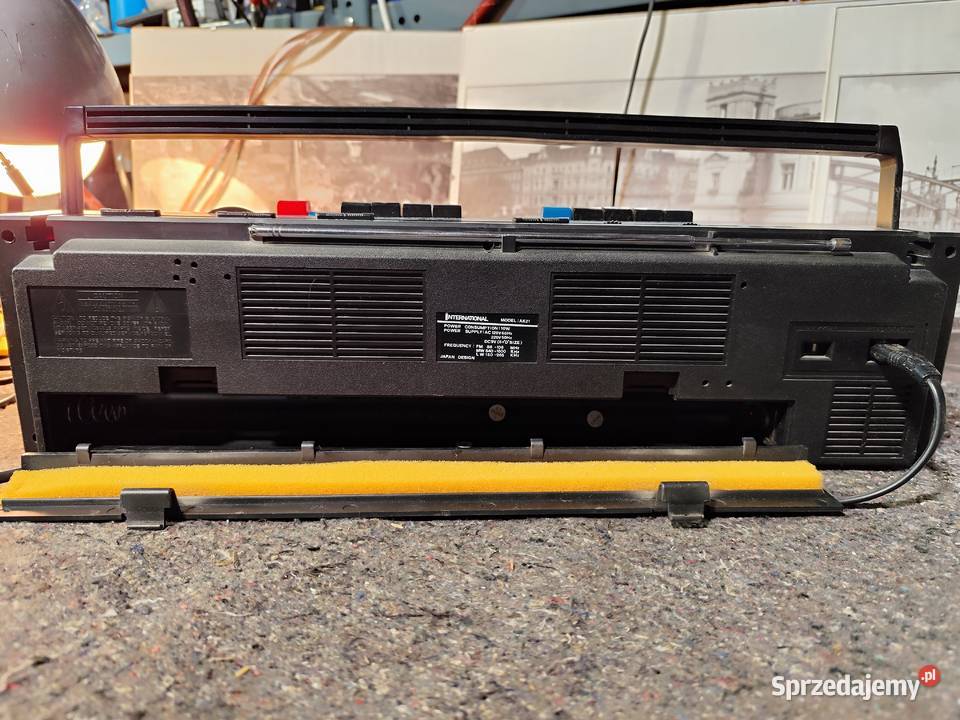 archaiczny jamnik International AK21 zachodniopomorskie Grabowo