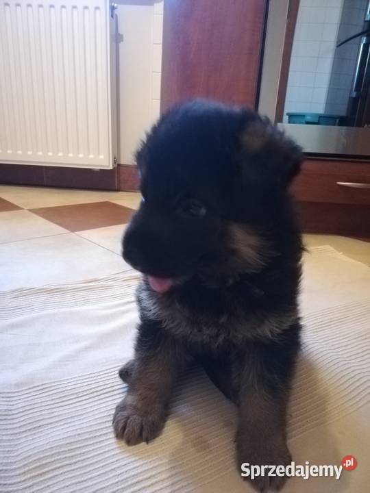 Owczarek niemiecki suczka krótkowłosy śląskie Landek