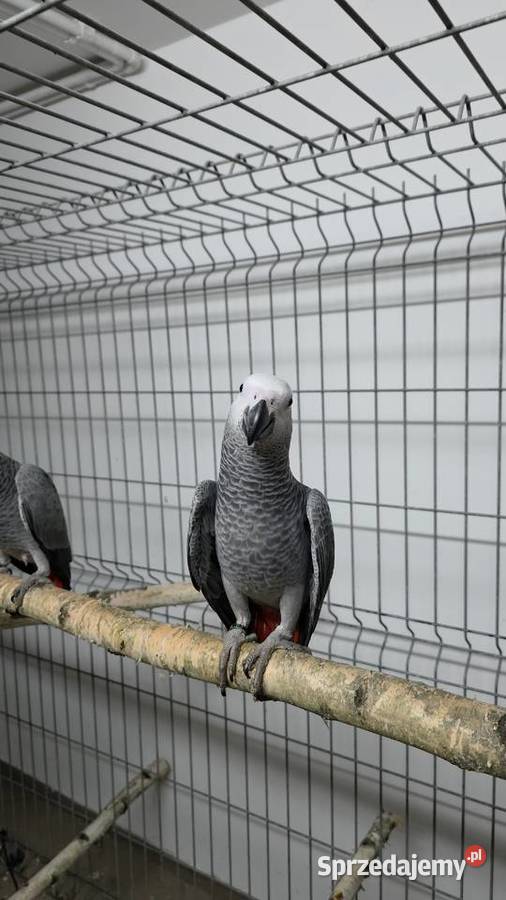 Żako ręcznie karmione Ornontowice sprzedam