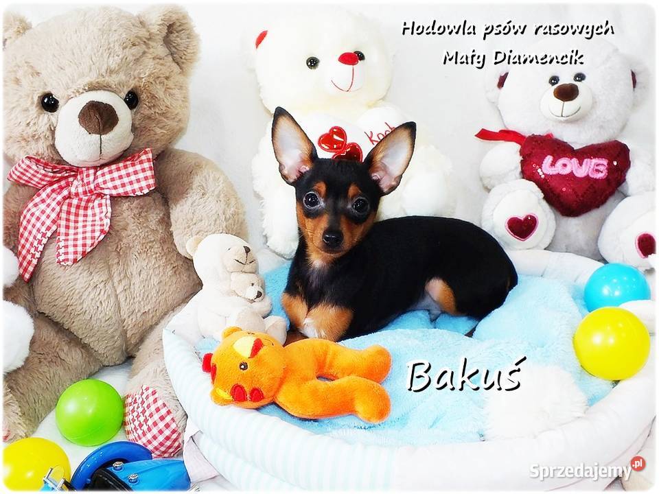 Mały Piesek BAKUŚ Ratlerek sarenka Pinczer Żary sprzedam