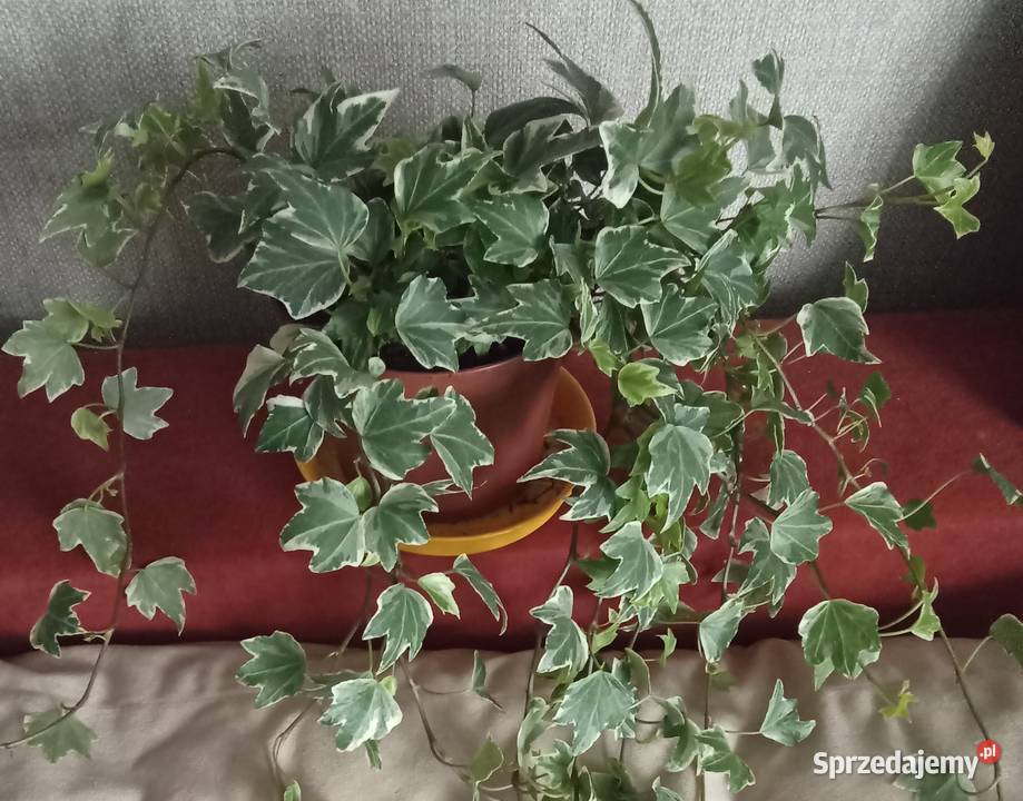 Roślina doniczkowa bluszcz Hedera Helix Łódź