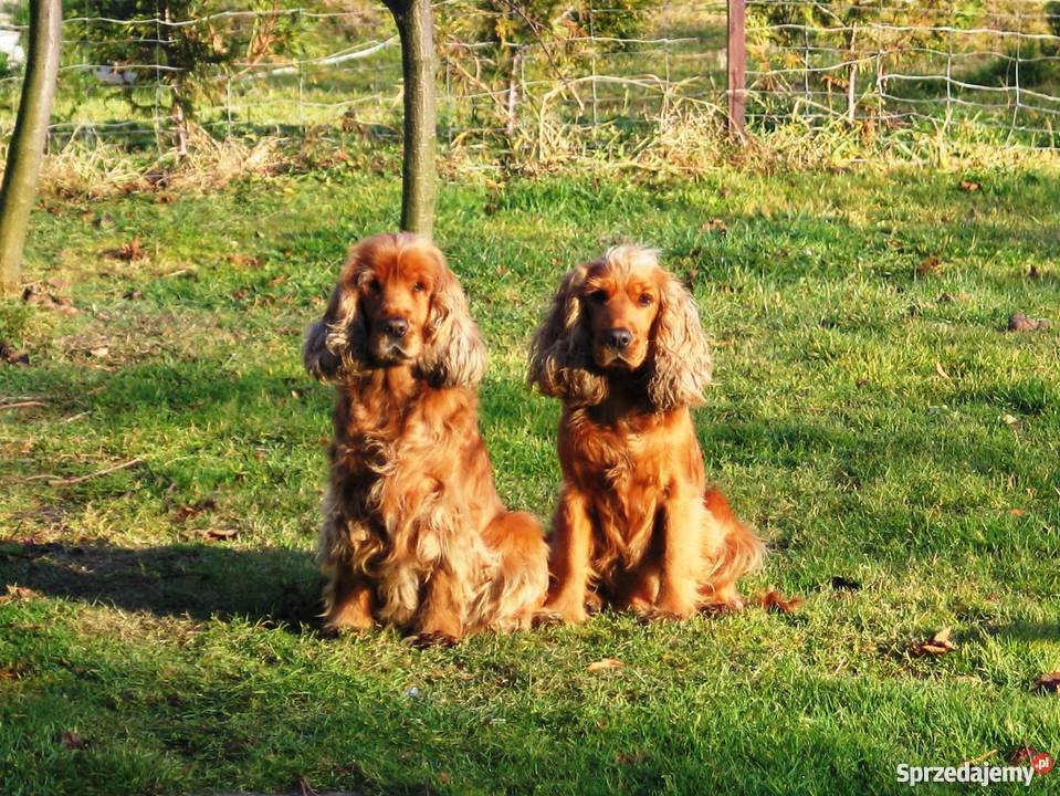 złote szczeniaki suczka COCKER SPANIEL małopolskie Malec