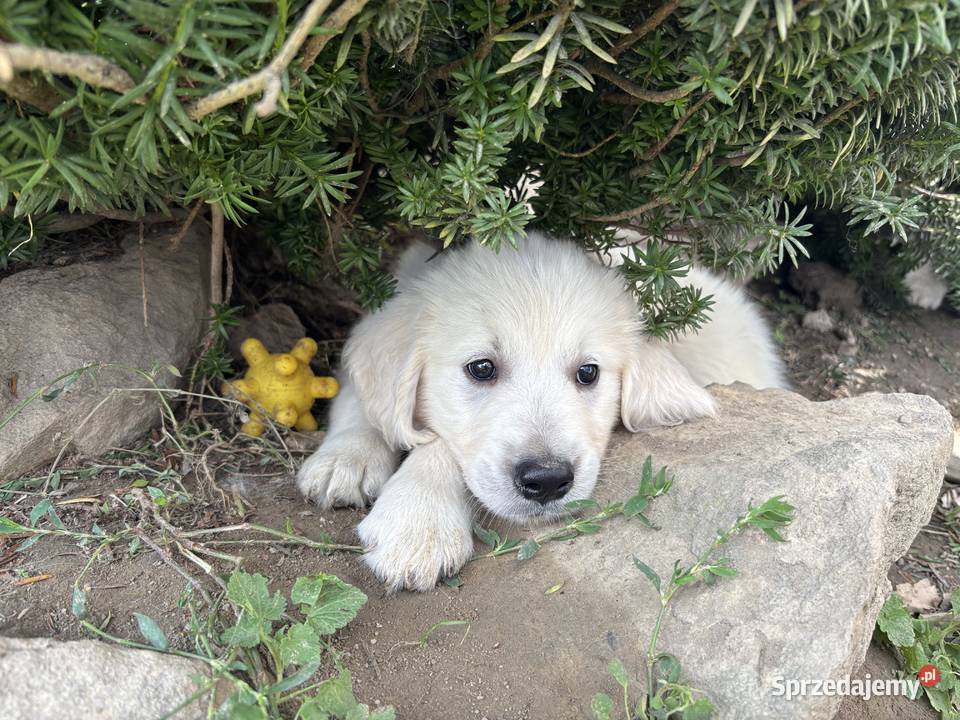 Szczenięta Golden Retriever ZKwP FCI