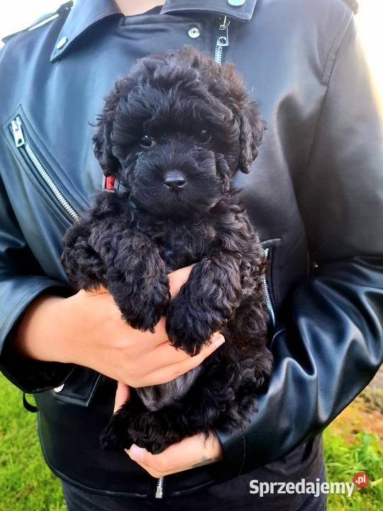 Shihpoo szczenięta mix pudel i shih tzu Maków Mazowiecki