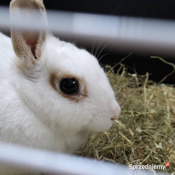 Królik miniaturka samiczka młoda Gdynia